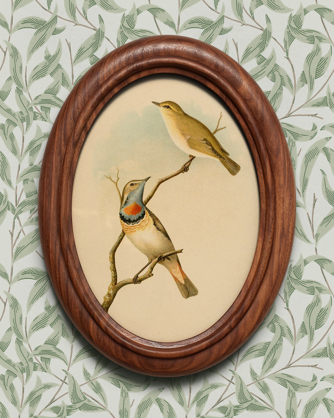 Warbler illustration from The Birds of Great Britain, by John Gould